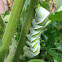 Tobacco hornworm