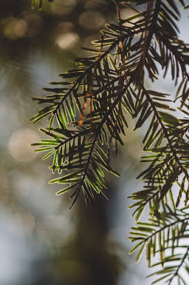 Esküvői fotós Grey Mount (greymountphoto). Készítés ideje: 2017 július 2.