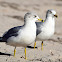 Ring-billed Gull