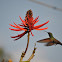 Berylline Hummingbird