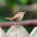 Carolina wren