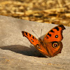 Peacock Pansy