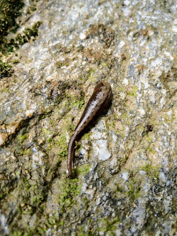 Lenggong Bintang Hijau Forest Leech