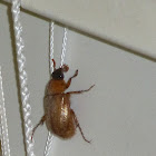 Southern Masked Chafer