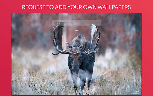 Moose Wallpaper HD Custom New Tab
