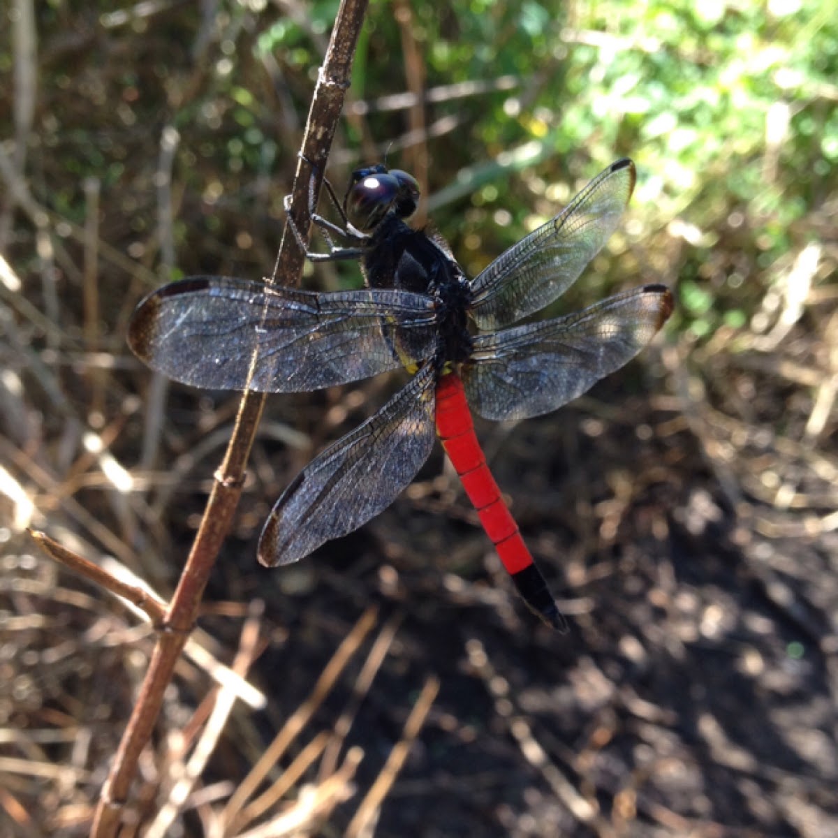 Protorthemis coronata (male)