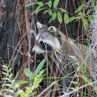 Raccoon