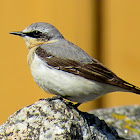 Northern Wheatear