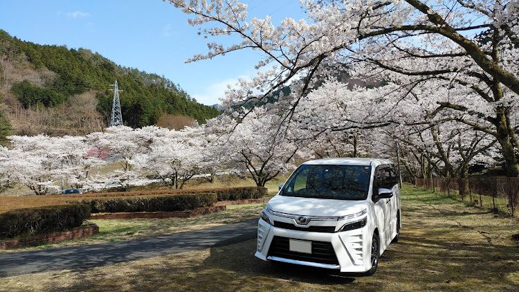 ヴォクシーの桜とコラボに関するカスタム事例の投稿画像9枚目