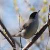 Sardinian Warbler; Curruca Cabecinegra