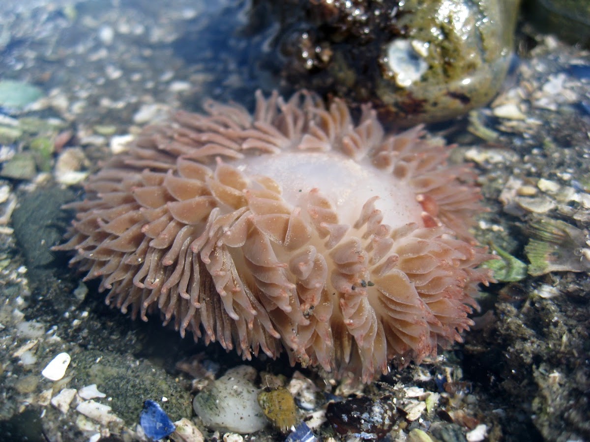 Shaggy Mouse Nudibranch