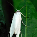 sugarcane top borer