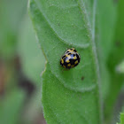 14-Spotted Ladybird