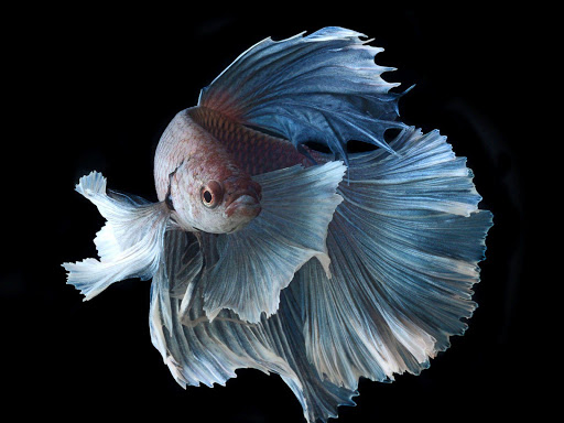 ?Betta Fish wallpaper