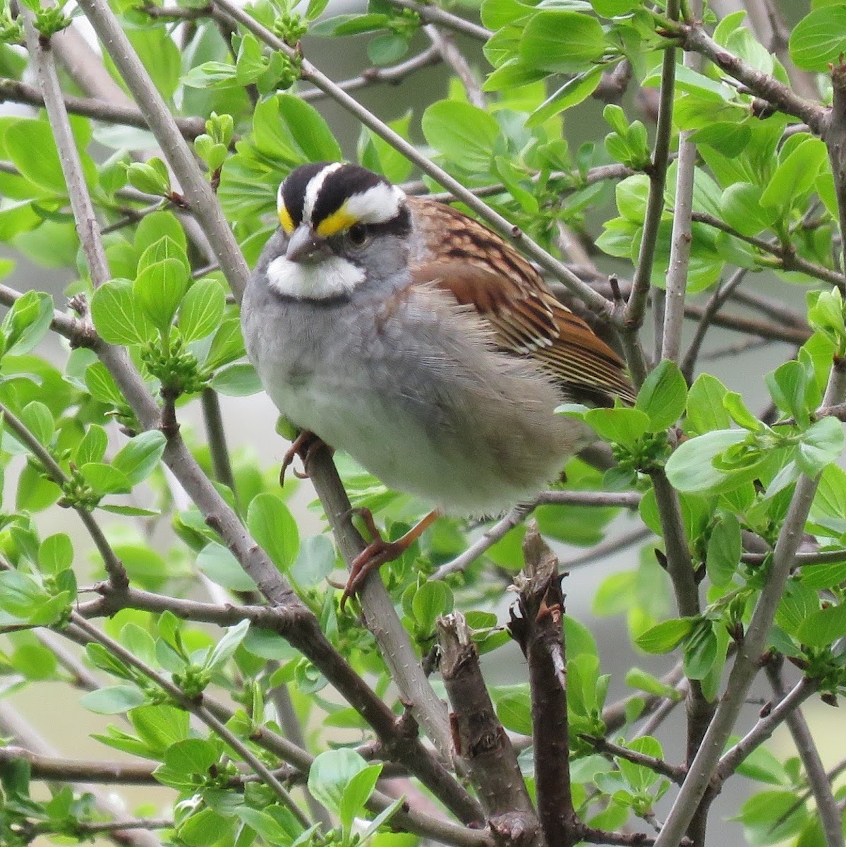 White-throated Sparrow