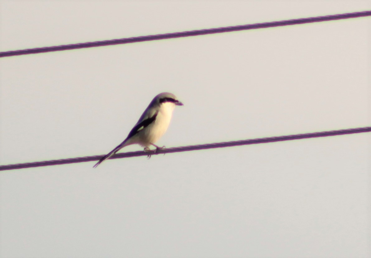 Loggerhead Shrike