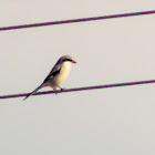 Loggerhead Shrike