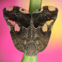 Ricaniid Planthopper