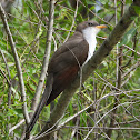 Yellow-billed cuckoo