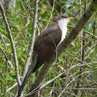 Yellow-billed cuckoo