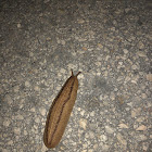 Leather Leaf Slug