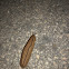 Leather Leaf Slug