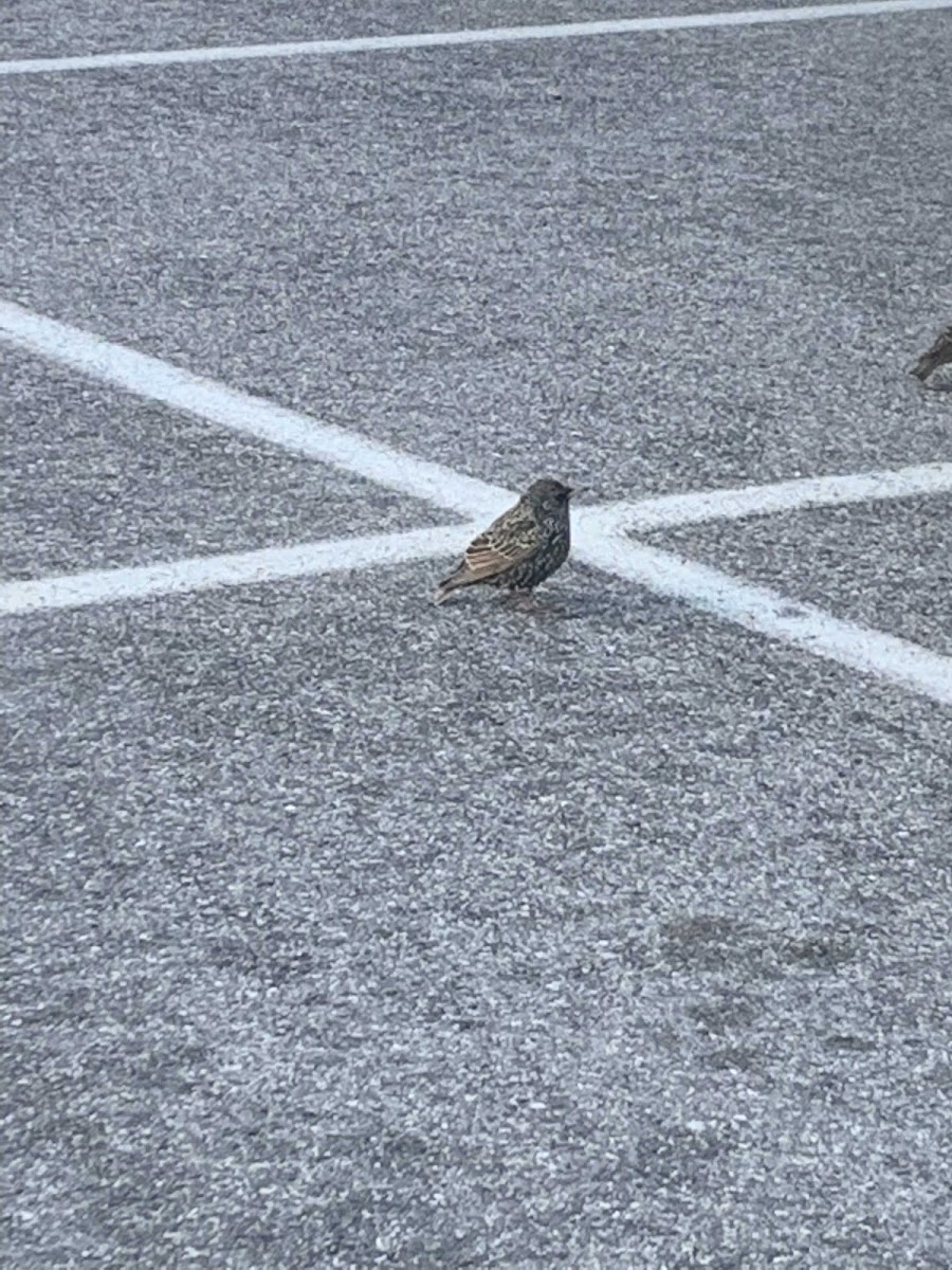 House Sparrow