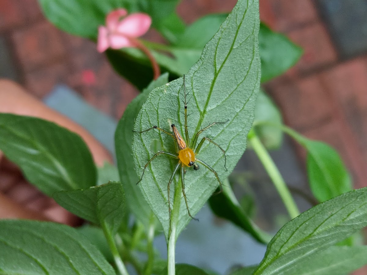 Line pattern Lynx Spider, male