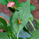 Line pattern Lynx Spider, male