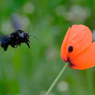 Violet Carpenter Bee; Abejorro Carpintero