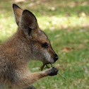 Red-necked Wallaby (juvenile)