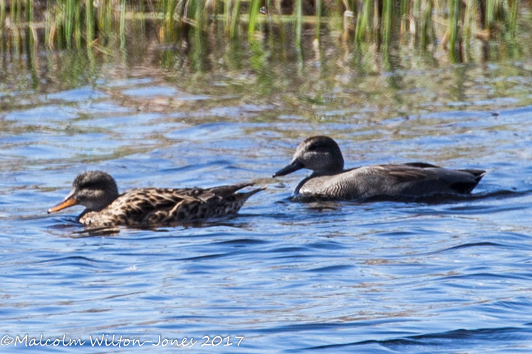 Gadwall; Anade Friso