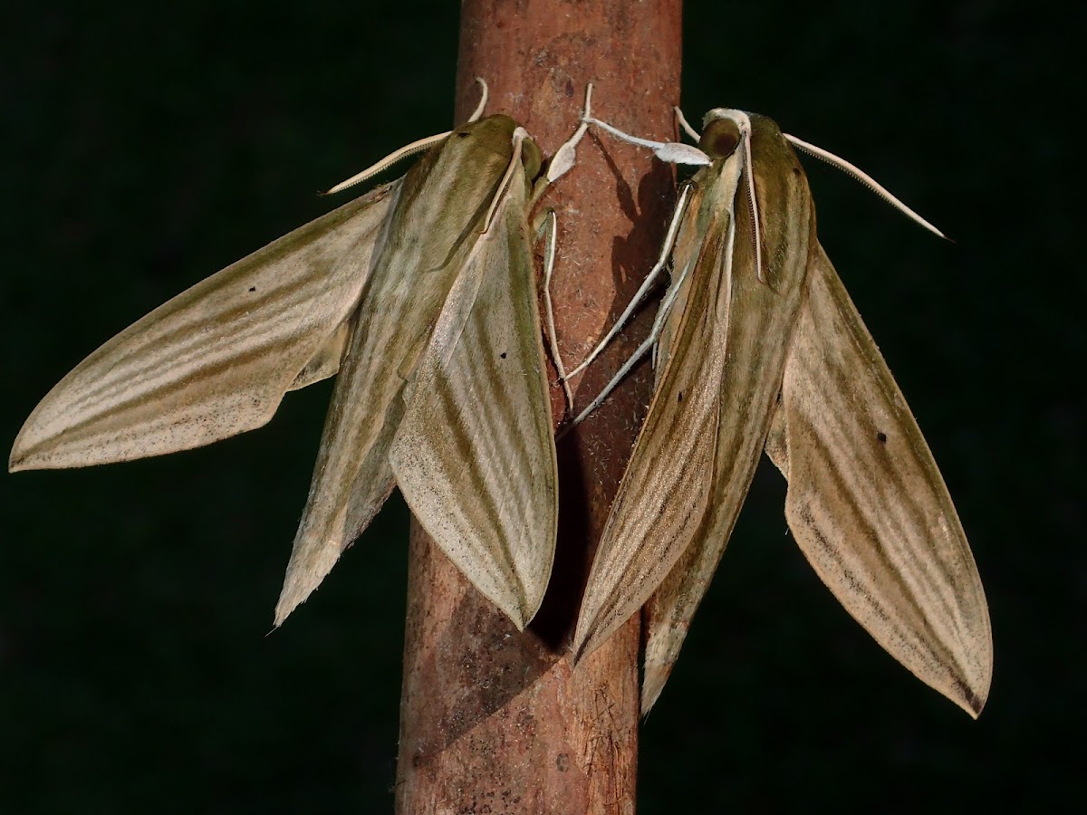 Striped Green Sphinx Moth