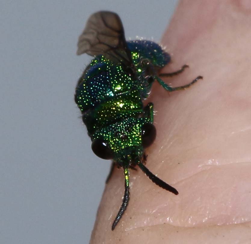 Emerald Wasp