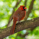 Northern Cardinal