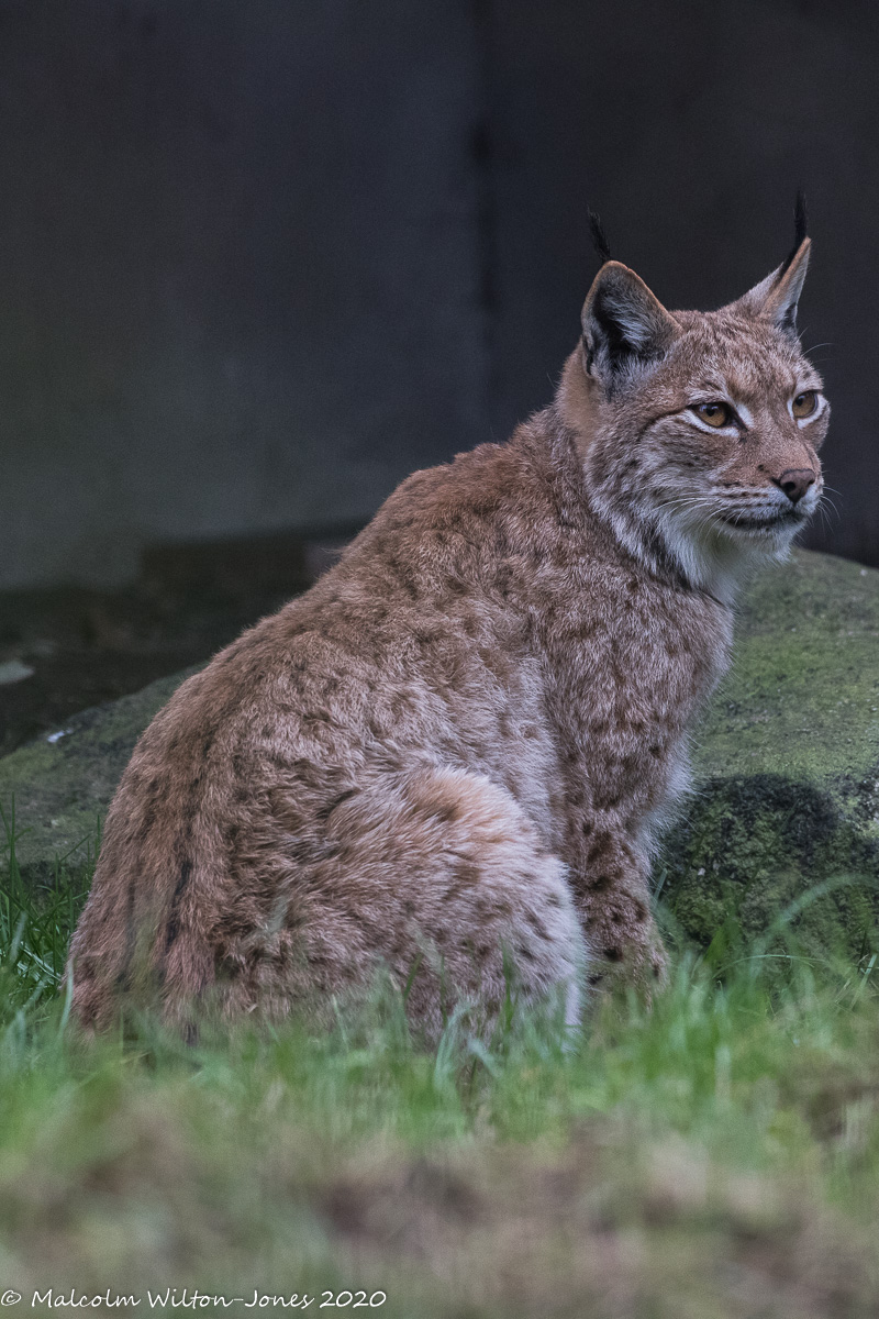 Carpathian Lynx