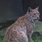 Carpathian Lynx