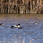 Shelduck; Tarro Blanco