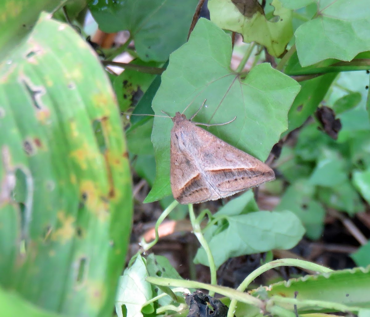 Sugarcane Looper Moth