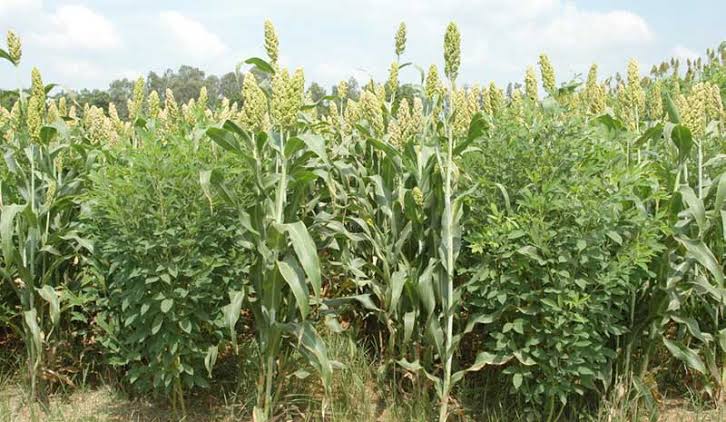 A sorghum farm in Kapcherop in Marakwet West, Elgeyo Marakwet county