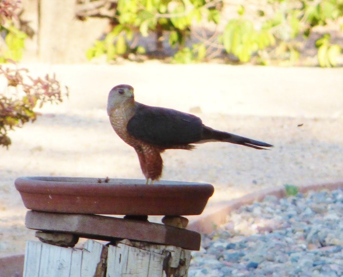 Cooper's Hawk