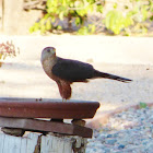 Cooper's Hawk