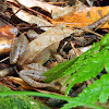 Japanese Brown Frog