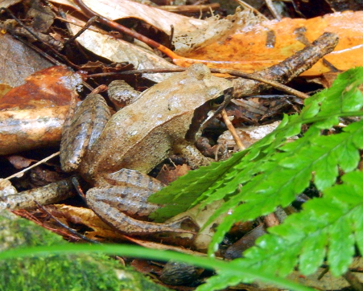 Japanese Brown Frog