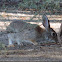 Desert Cottontail