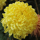 Chrysanth