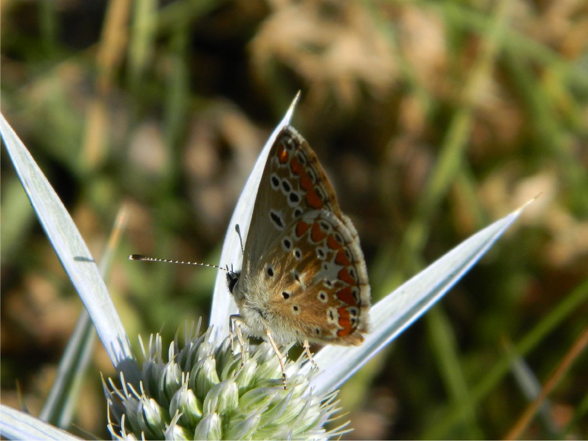 The Brown Argus