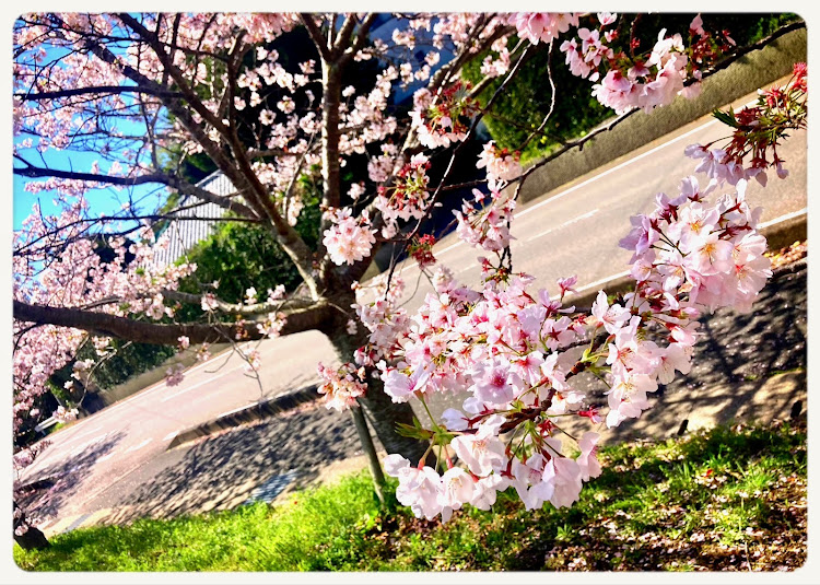 ソアラの農家レストランCafe やさまる・里のMUJI みんなみの里・桜・南房総・休日ドライブに関するカスタム事例の投稿画像4枚目