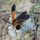 End band net-wing beetle