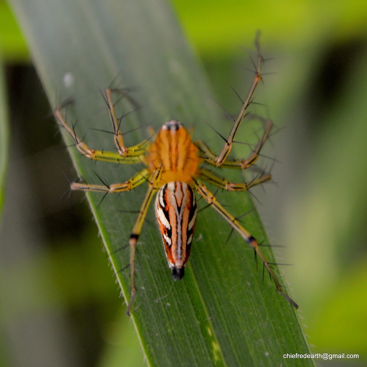 Lynx Spiders